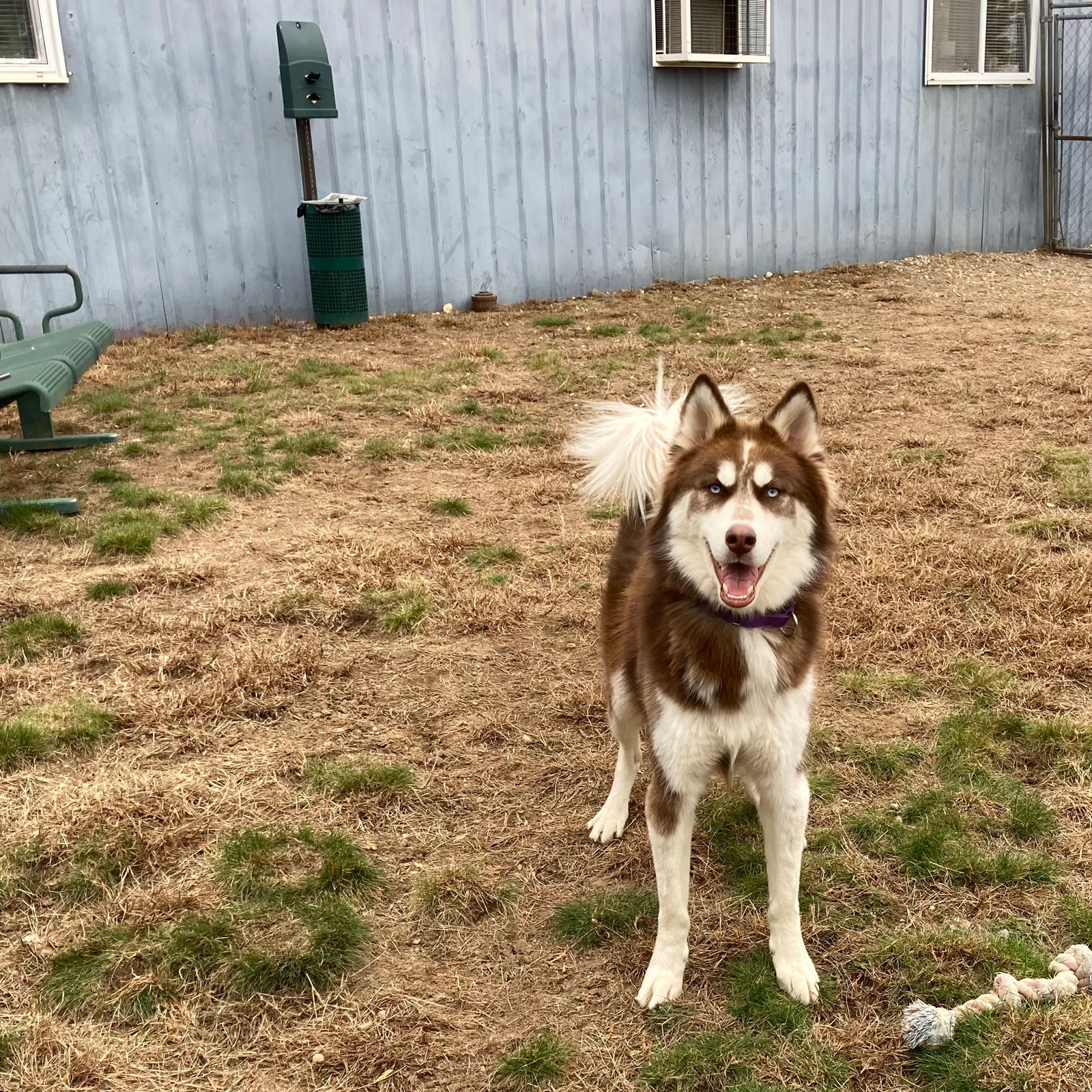 Smiling dog ready to play