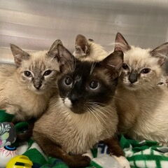 Family of cats