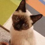 Noodle the cat.