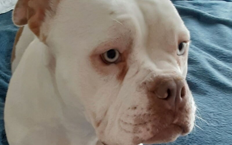 Beretta the dog