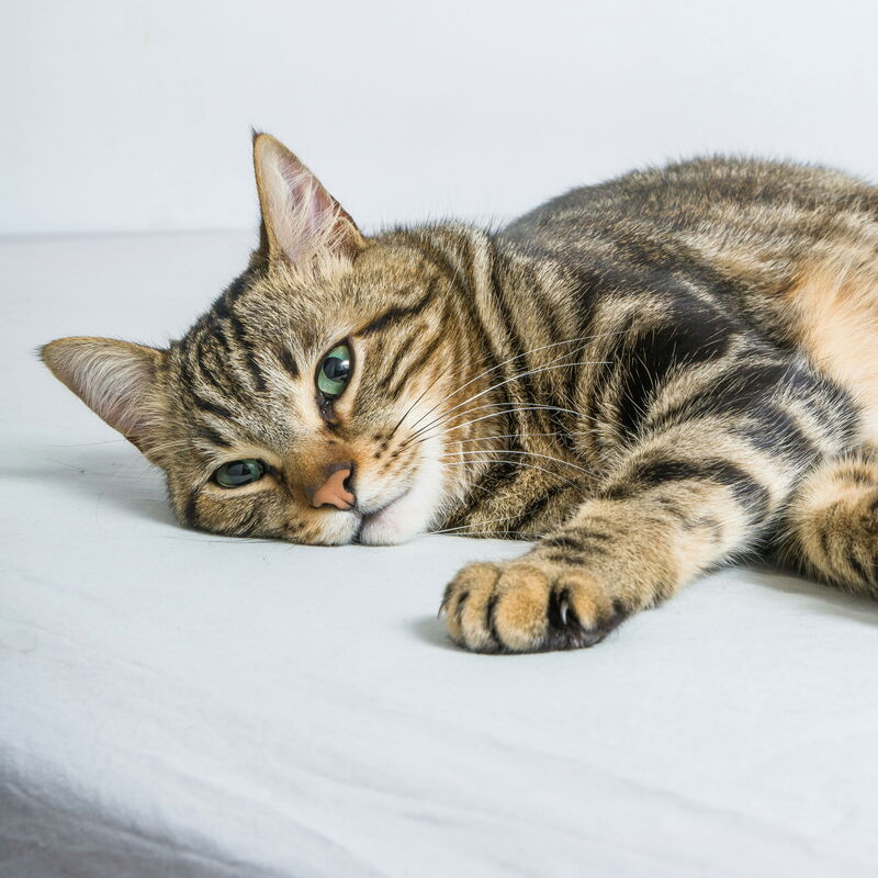 Tabby cat laying down and looking cute.
