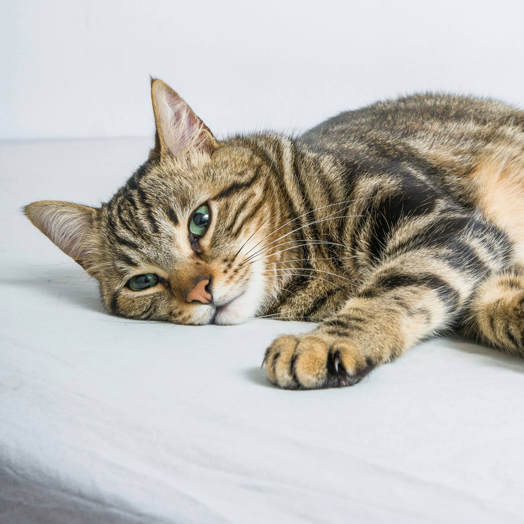 Tabby cat laying down and looking cute.
