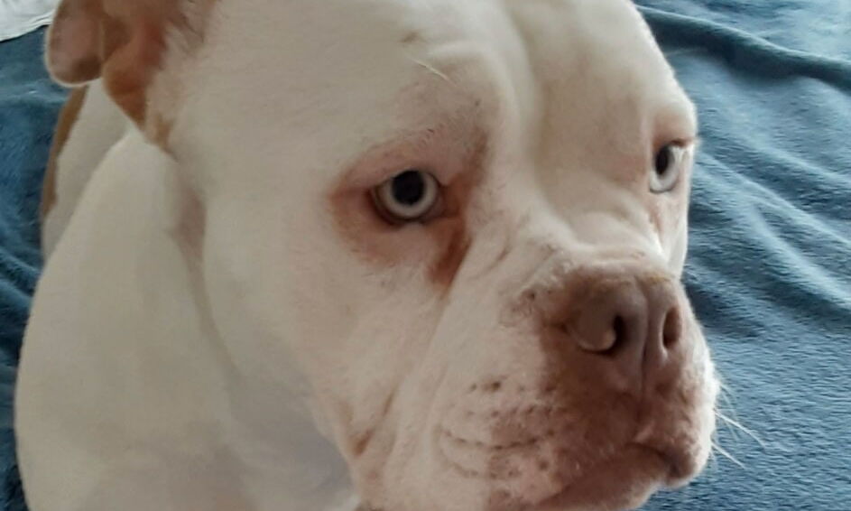Beretta the dog