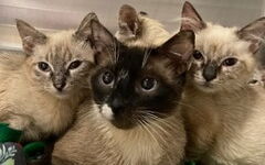 Family of cats