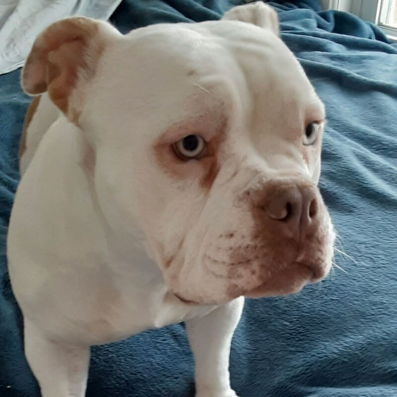 Beretta the dog