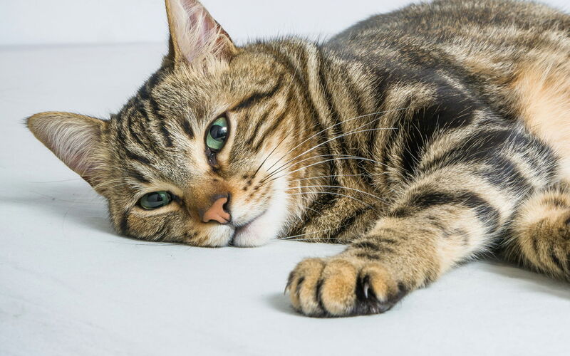 Tabby cat laying down and looking cute.