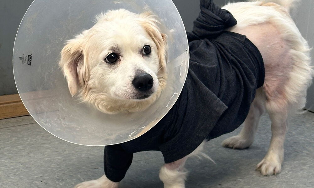 Keno the dog after life saving surgery.