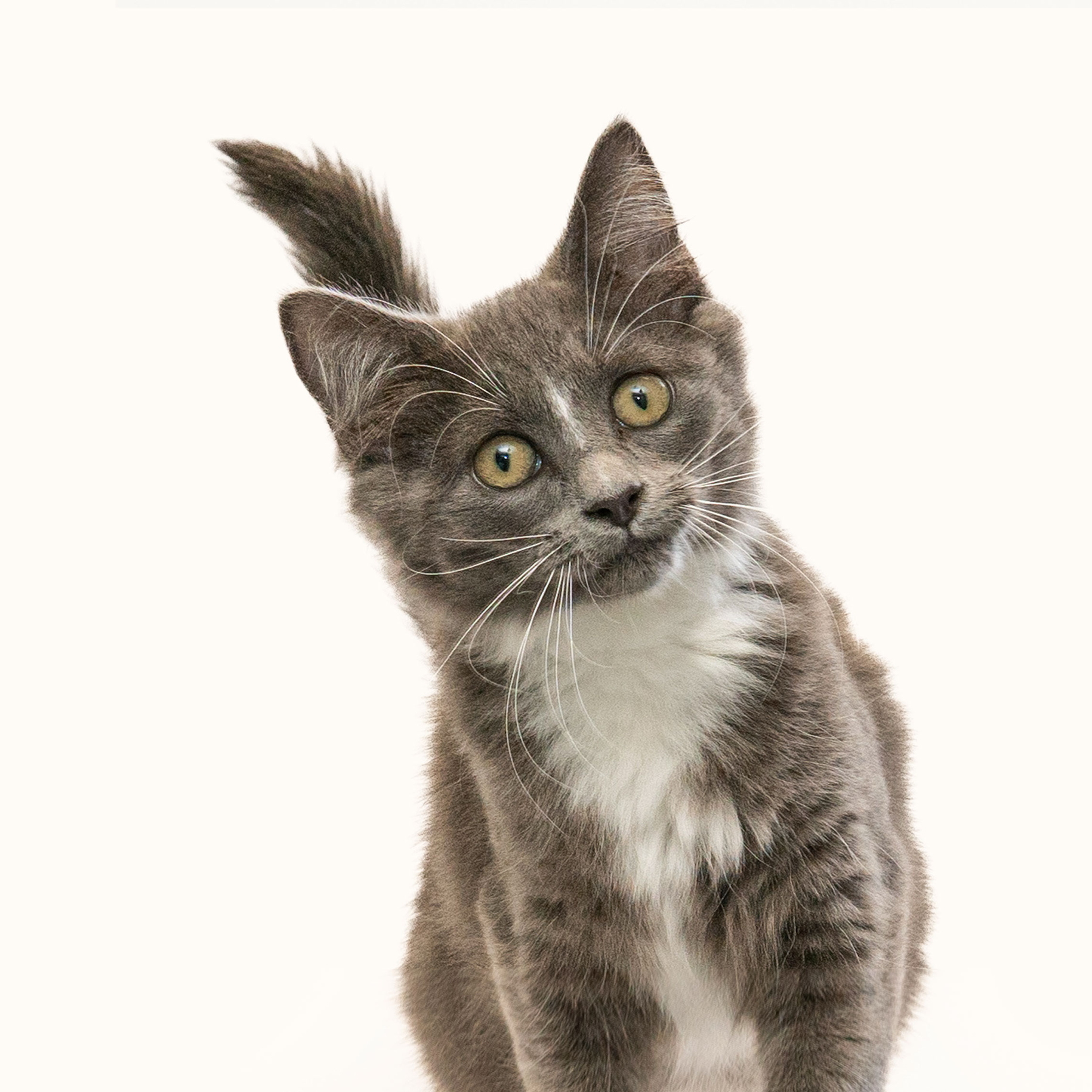 Cat on a white background