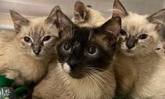 Family of cats