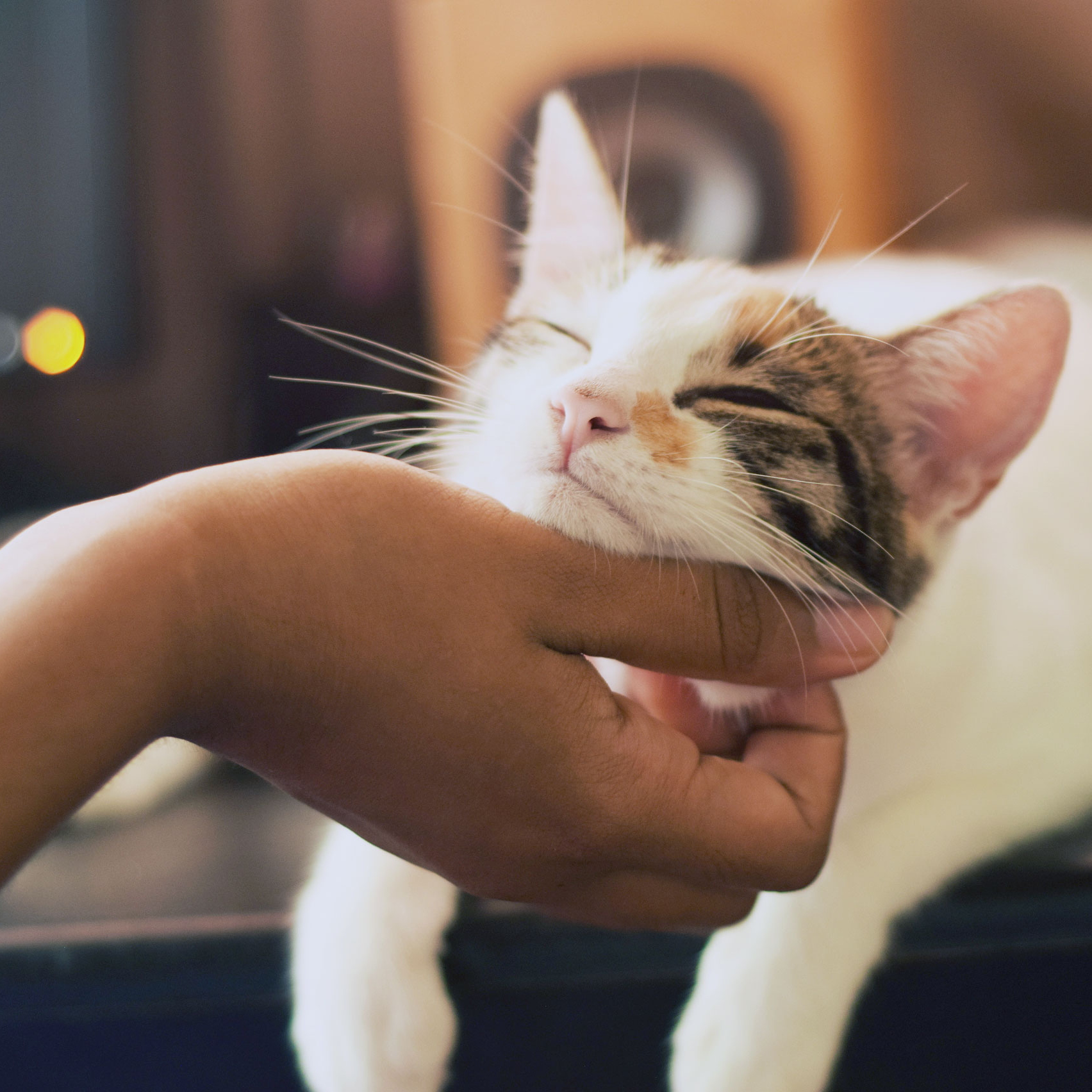 Cat getting chin scratched