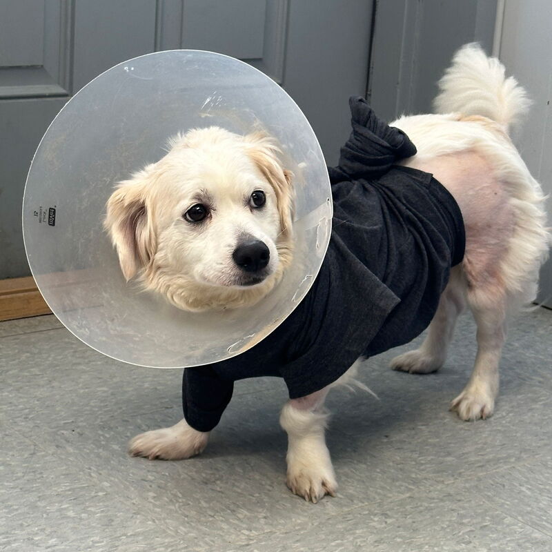 Keno the dog after life saving surgery.