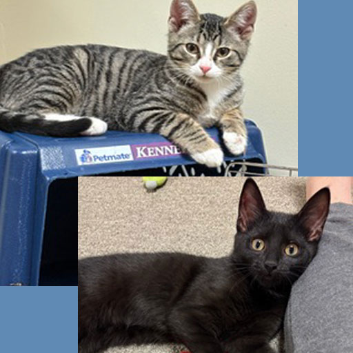 Cats names cement and pavement