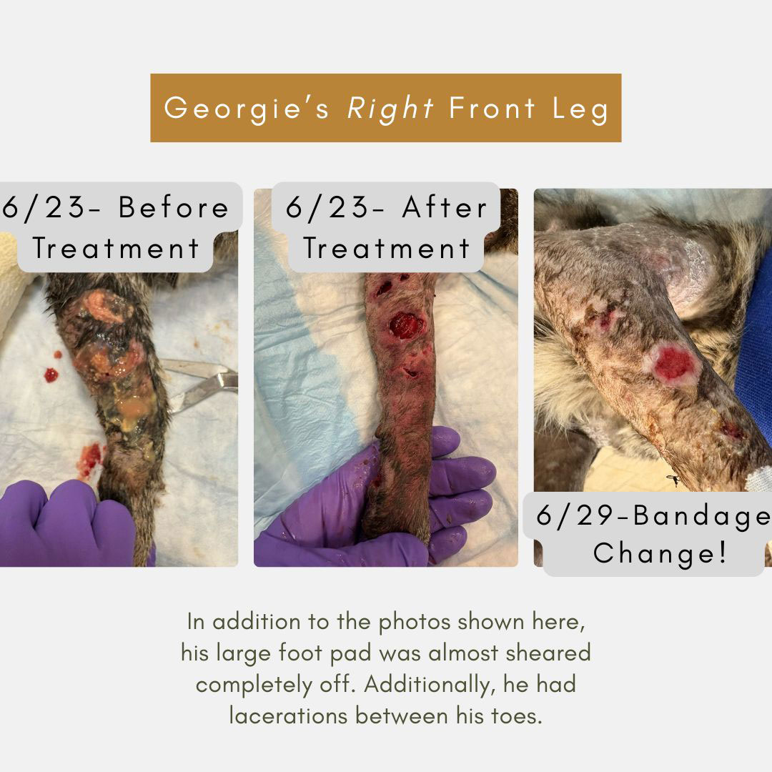 Georgia's Right Front Leg