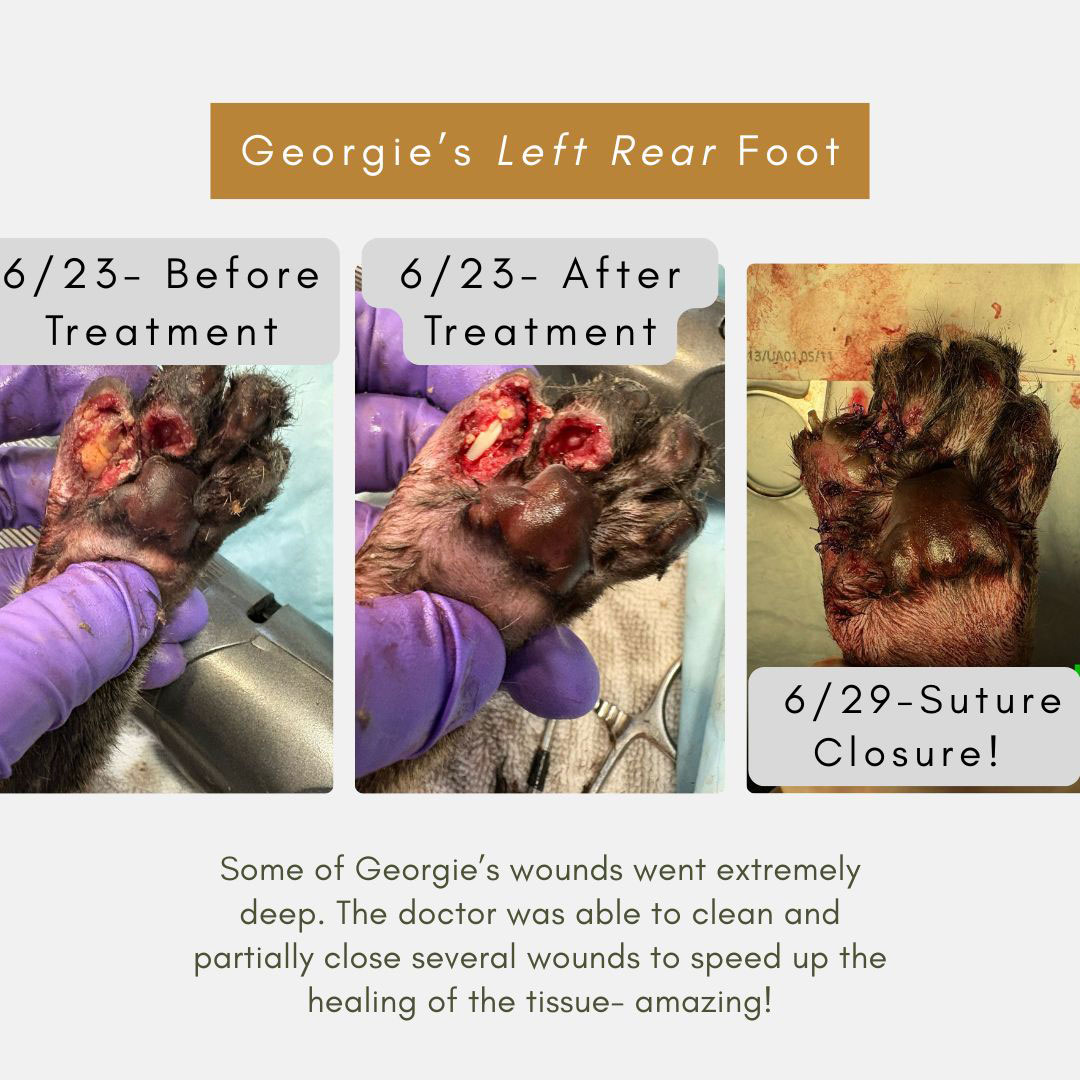 Georgia's Left Rear Foot