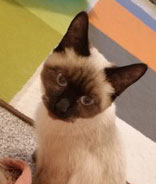 Noodle the cat.